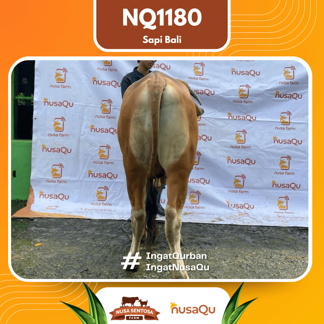 Sapi Sapi Bali NQ1180 2026 Bobot 393Kg foto 3