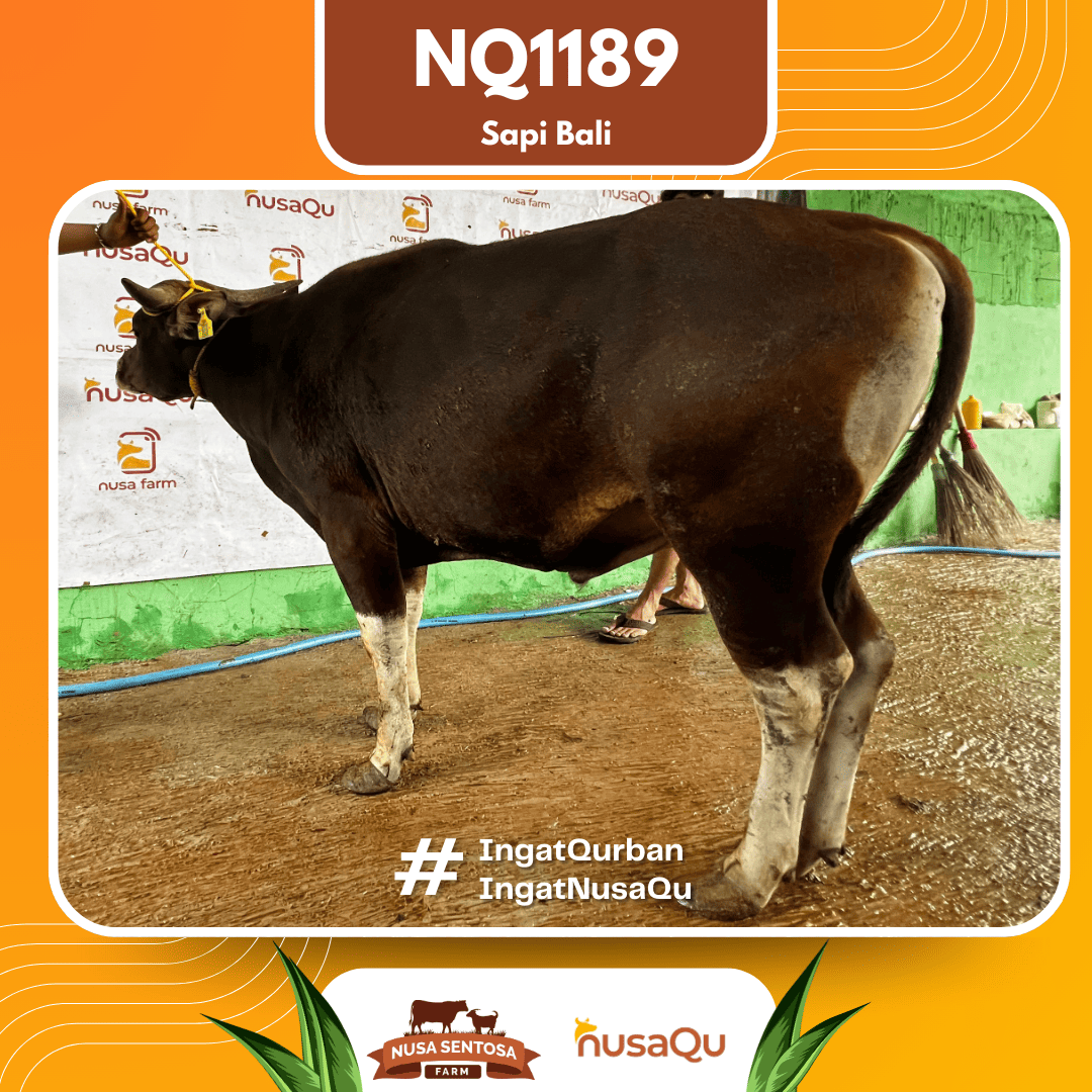 Sapi Sapi Bali NQ1189 2026 Bobot 379Kg