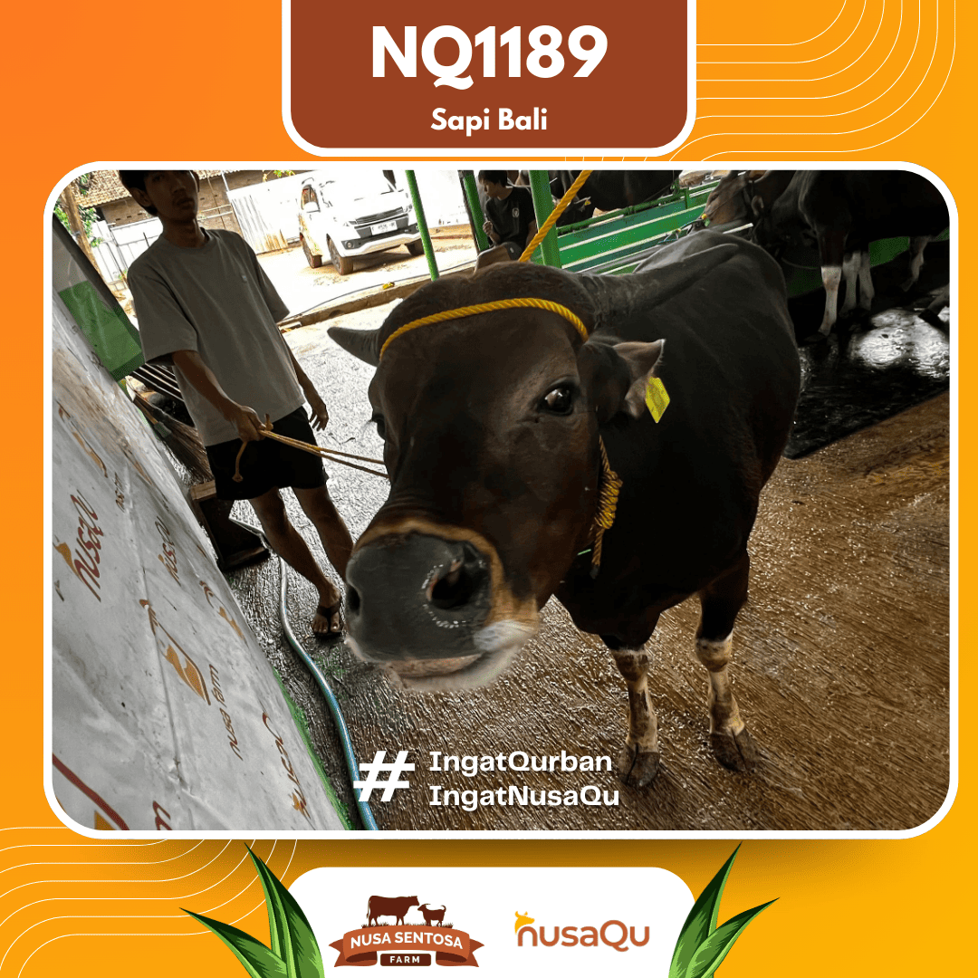 Sapi Sapi Bali NQ1189 2026 Bobot 379Kg foto 2