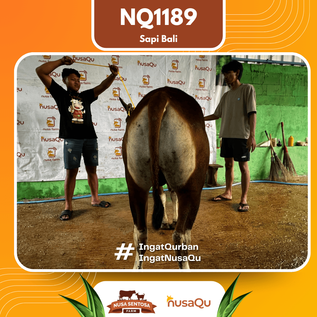 Sapi Sapi Bali NQ1189 2026 Bobot 379Kg foto 3