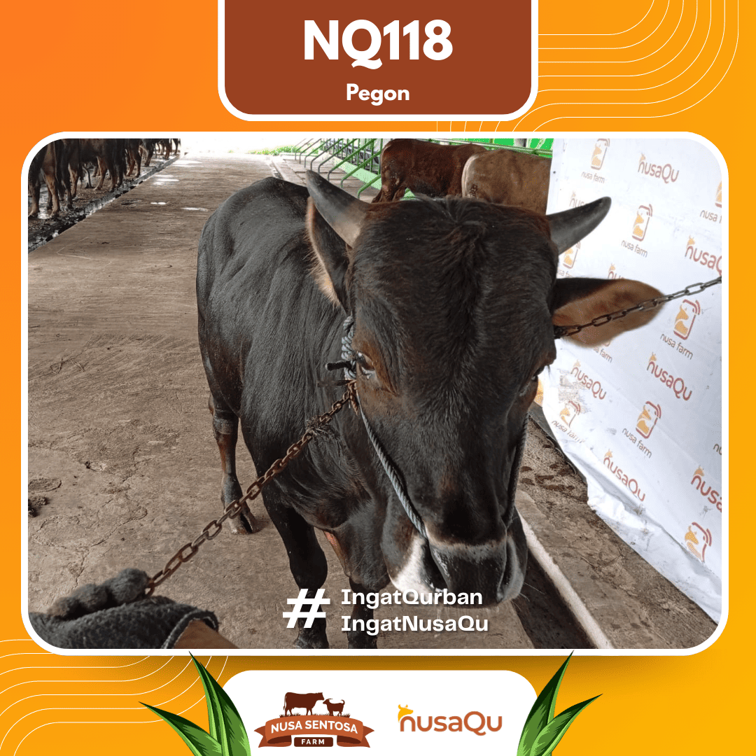 Sapi Pegon NQ118 2026 Bobot 625Kg foto 2