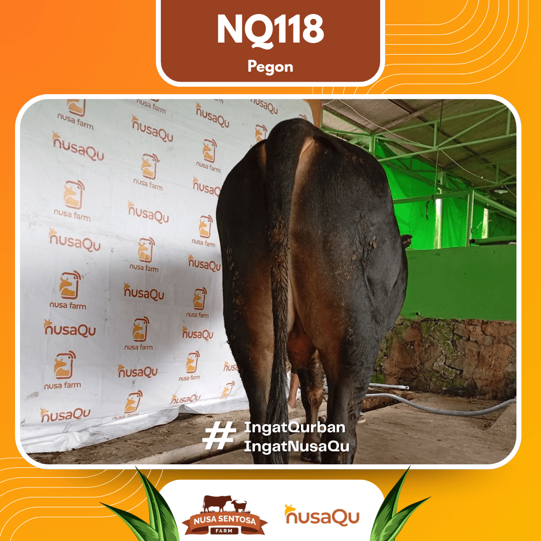 Sapi Pegon NQ118 2026 Bobot 625Kg foto 3