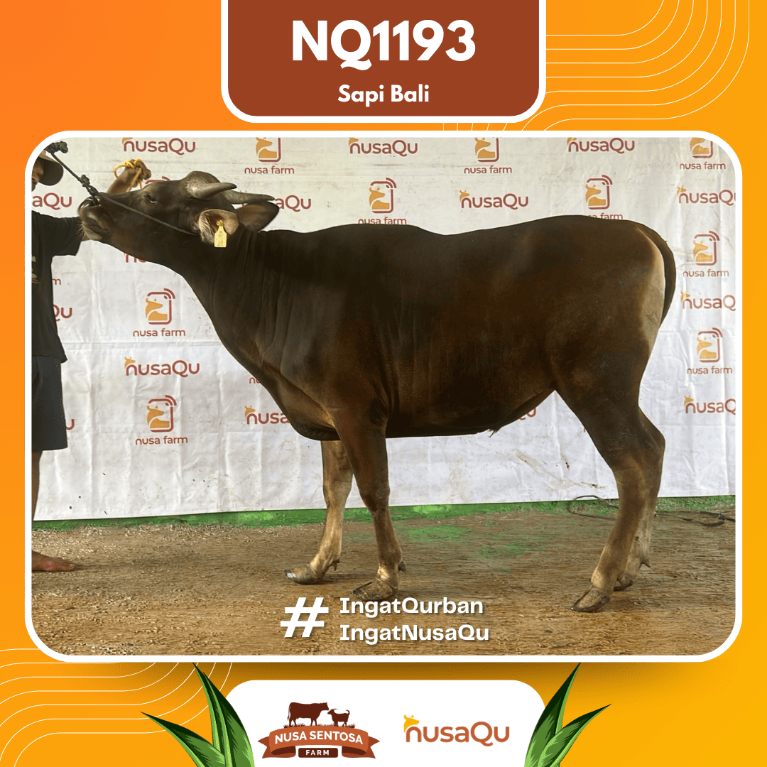 Sapi Sapi Bali NQ1193 2026 Bobot 370Kg