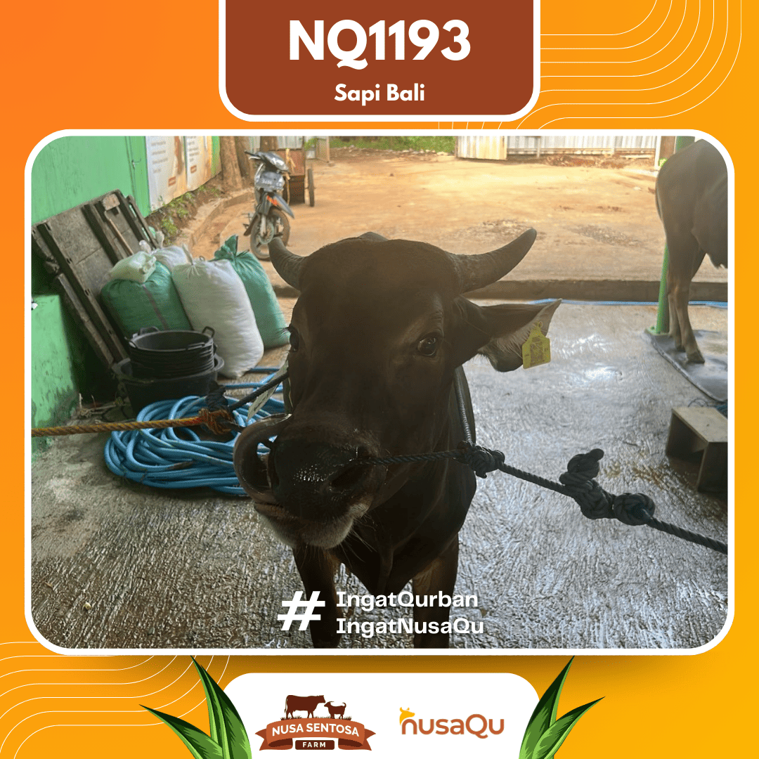 Sapi Sapi Bali NQ1193 2026 Bobot 370Kg foto 2
