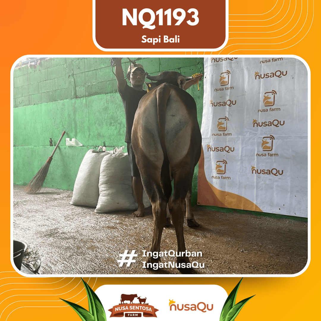 Sapi Sapi Bali NQ1193 2026 Bobot 370Kg foto 3