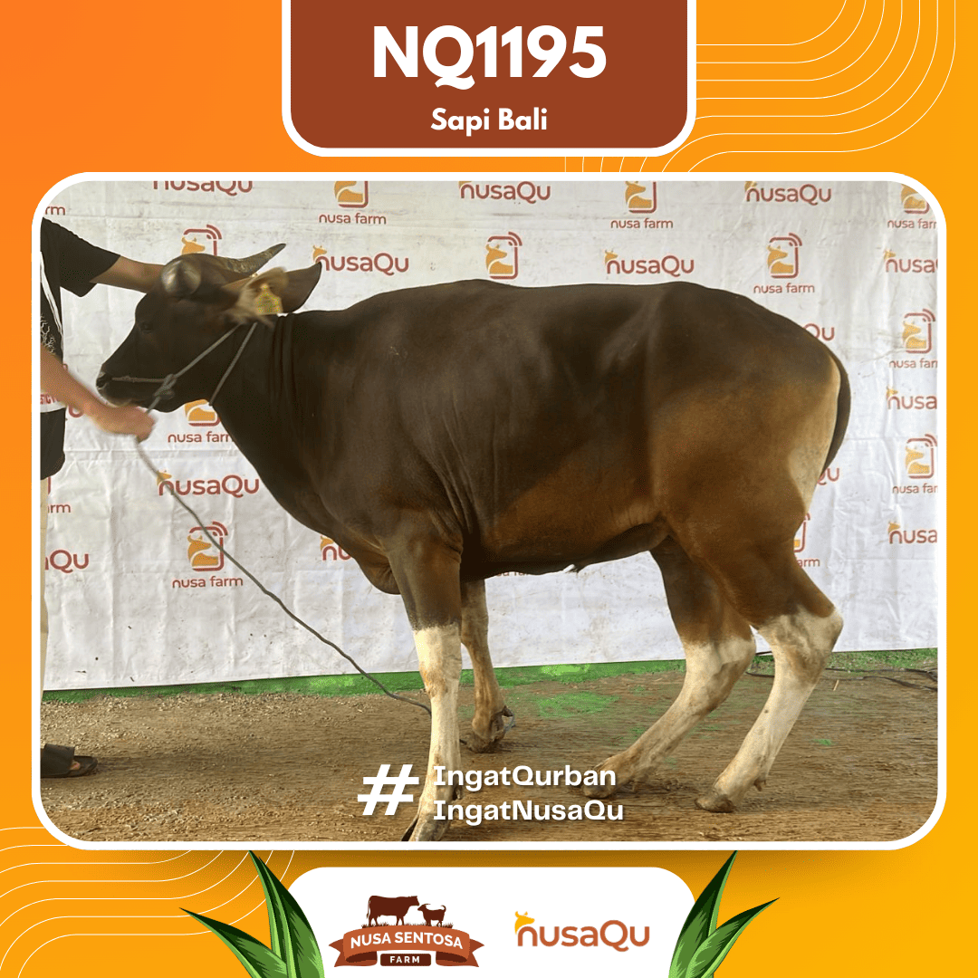 Sapi Sapi bali NQ1195 2026 Bobot 364Kg