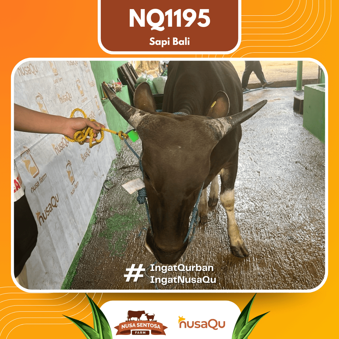 Sapi Sapi bali NQ1195 2026 Bobot 364Kg foto 2