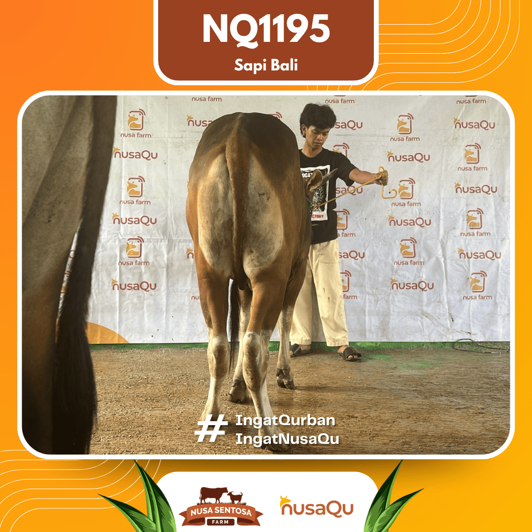 Sapi Sapi bali NQ1195 2026 Bobot 364Kg foto 3