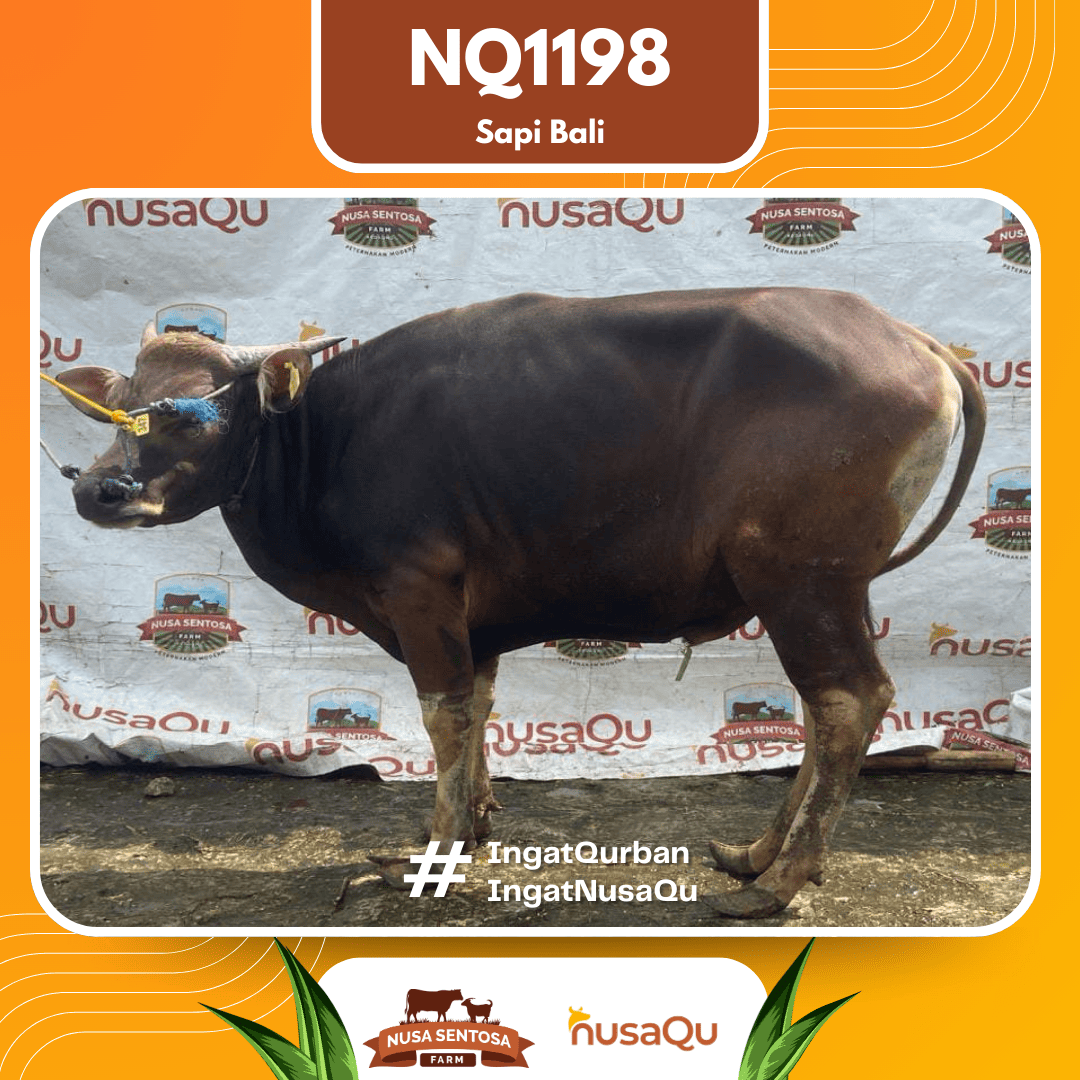 Sapi Sapi Bali NQ1198 2026 Bobot 407Kg