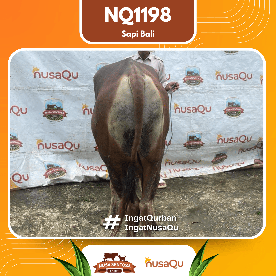 Sapi Sapi Bali NQ1198 2026 Bobot 407Kg foto 3