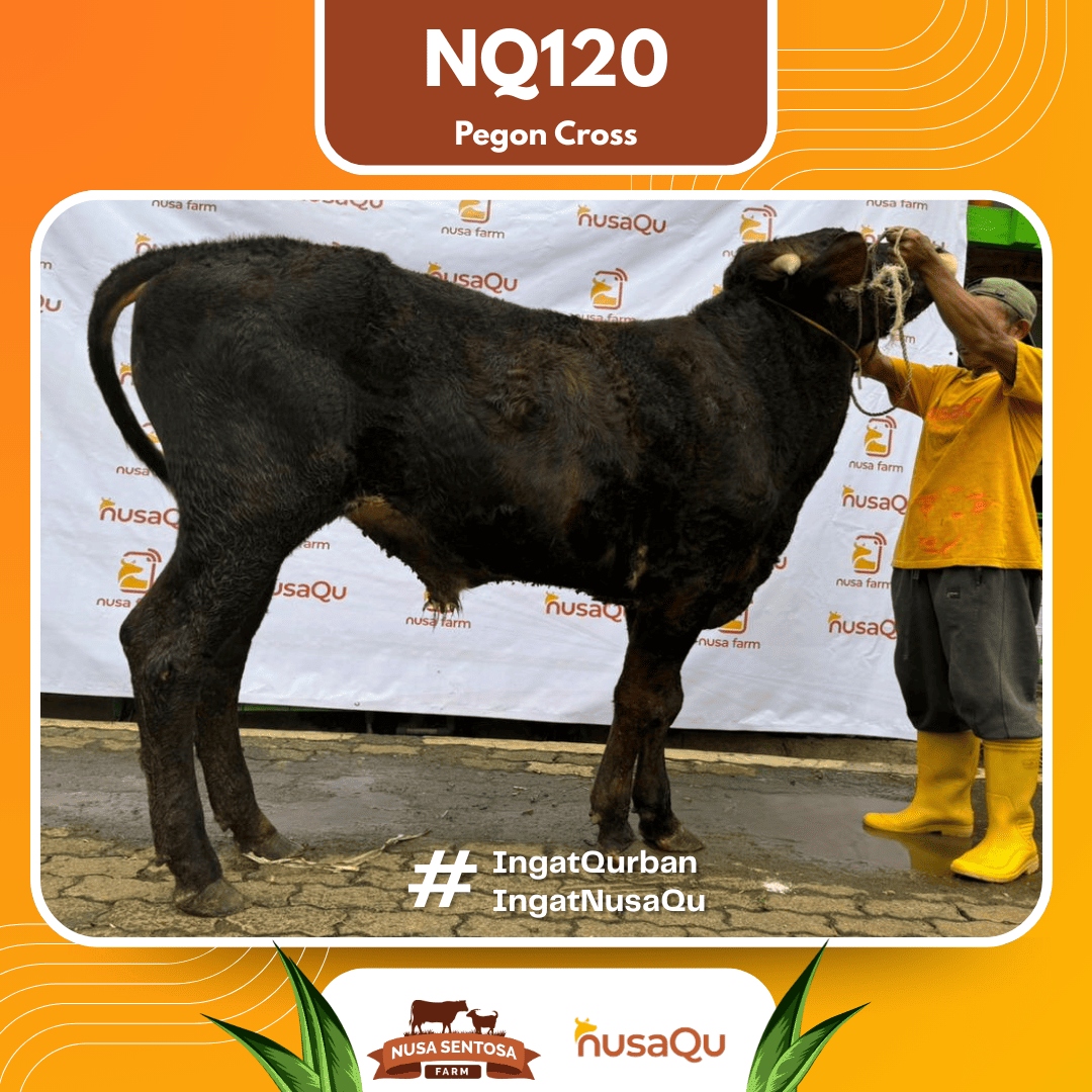 Sapi Pegon Cross NQ120 2026 Bobot 550Kg