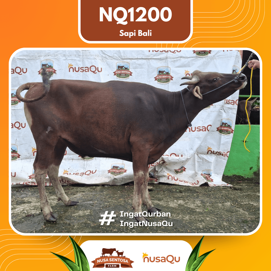 Sapi Sapi bali NQ1200 2026 Bobot 408Kg