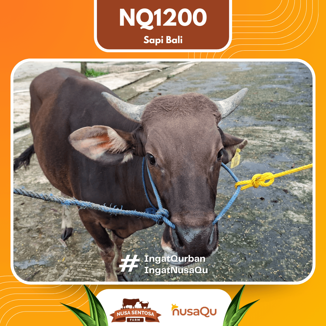 Sapi Sapi bali NQ1200 2026 Bobot 408Kg foto 2