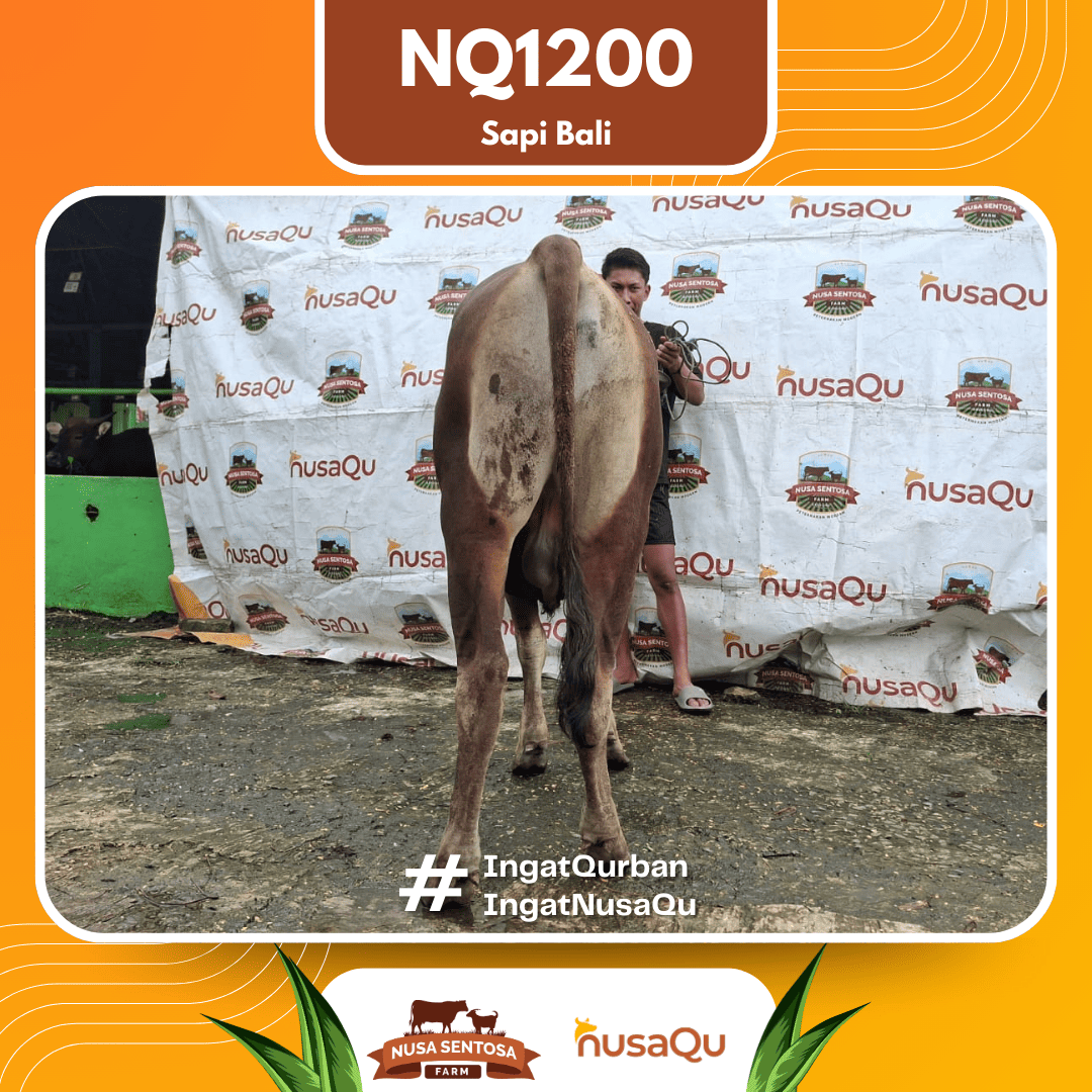Sapi Sapi bali NQ1200 2026 Bobot 408Kg foto 3