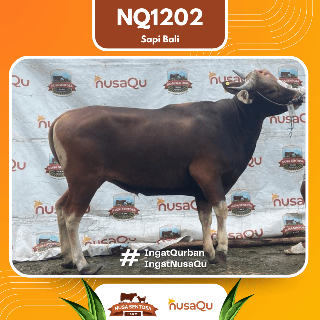 Sapi Sapi Bali NQ1202 2026 Bobot 420Kg