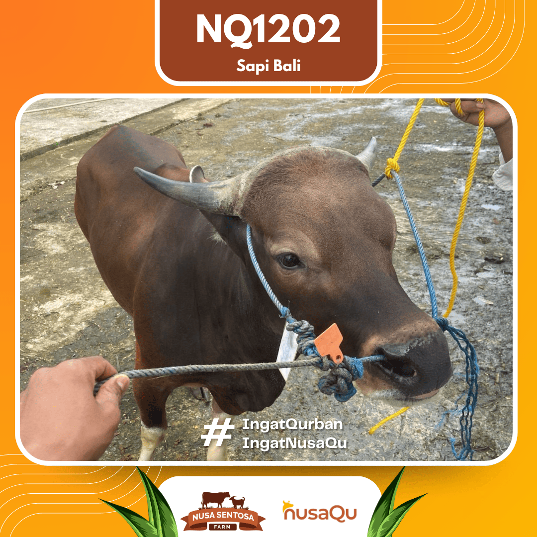 Sapi Sapi Bali NQ1202 2026 Bobot 420Kg foto 2