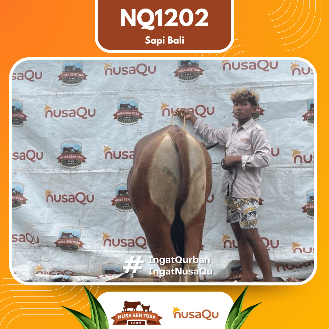 Sapi Sapi Bali NQ1202 2026 Bobot 420Kg foto 3