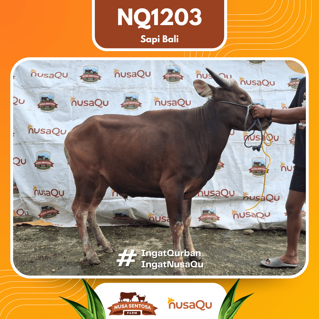 Sapi Sapi Bali NQ1203 2026 Bobot 407Kg