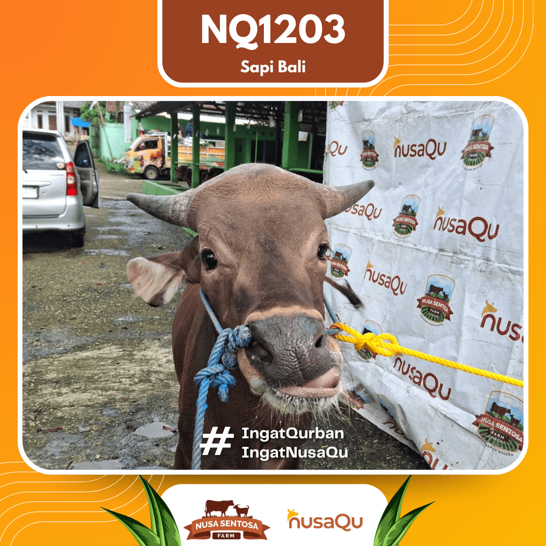 Sapi Sapi Bali NQ1203 2026 Bobot 407Kg foto 2