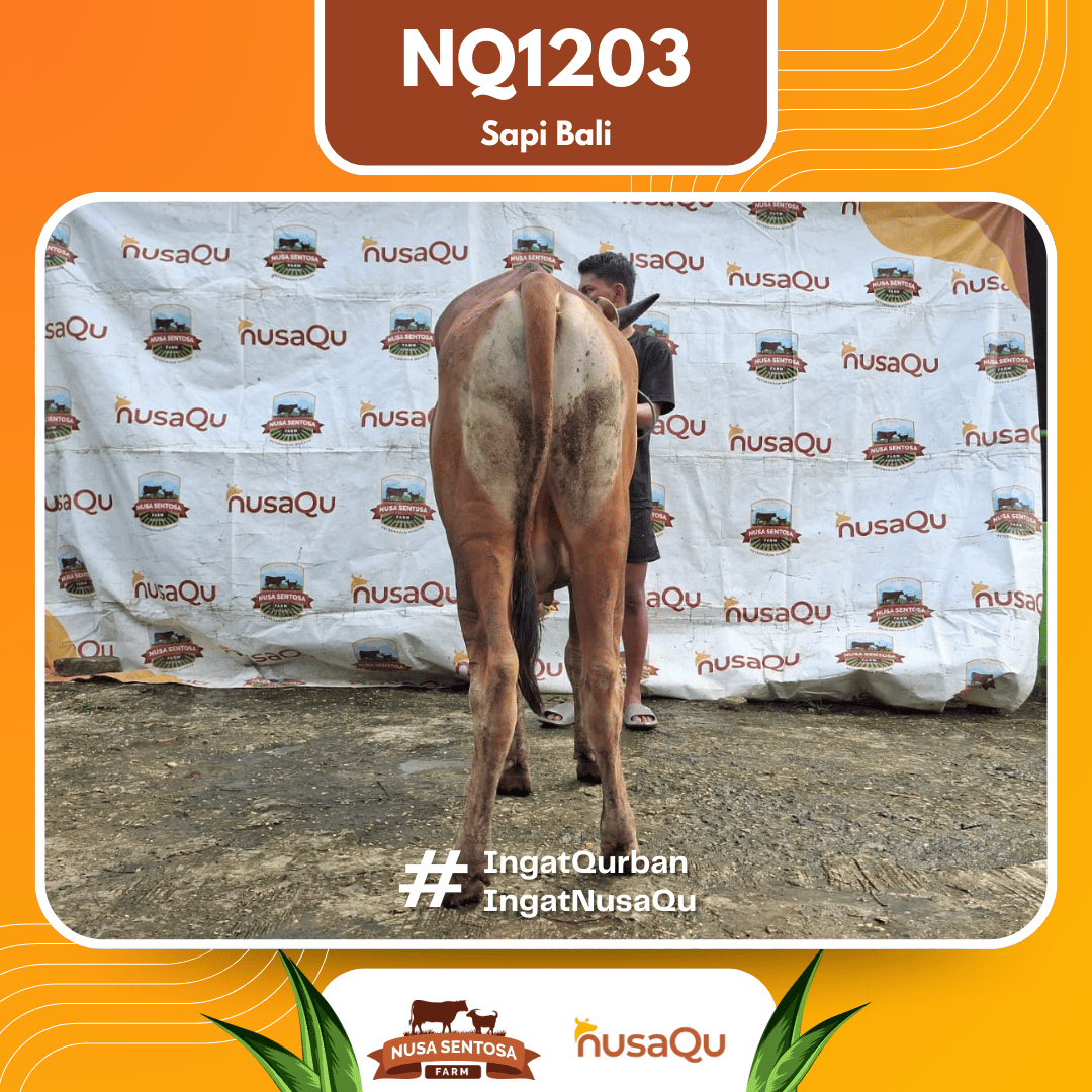 Sapi Sapi Bali NQ1203 2026 Bobot 407Kg foto 3