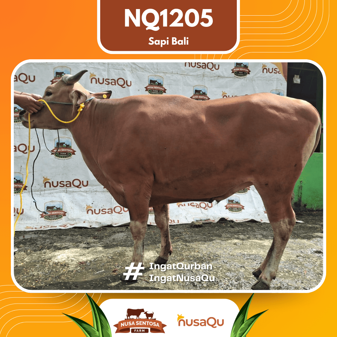 Sapi Sapi Bali NQ1205 2026 Bobot 406Kg