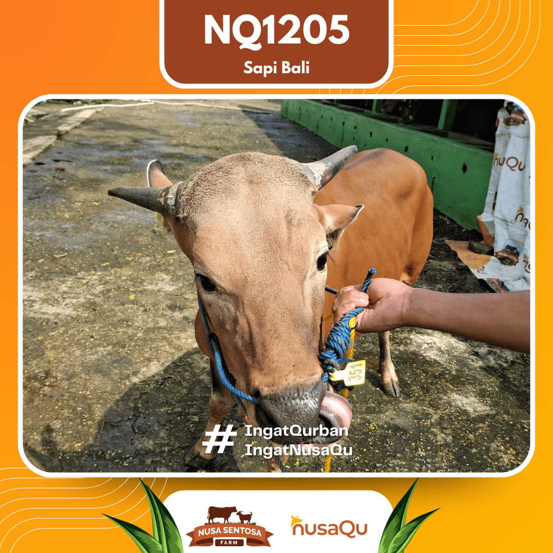 Sapi Sapi Bali NQ1205 2026 Bobot 406Kg foto 2