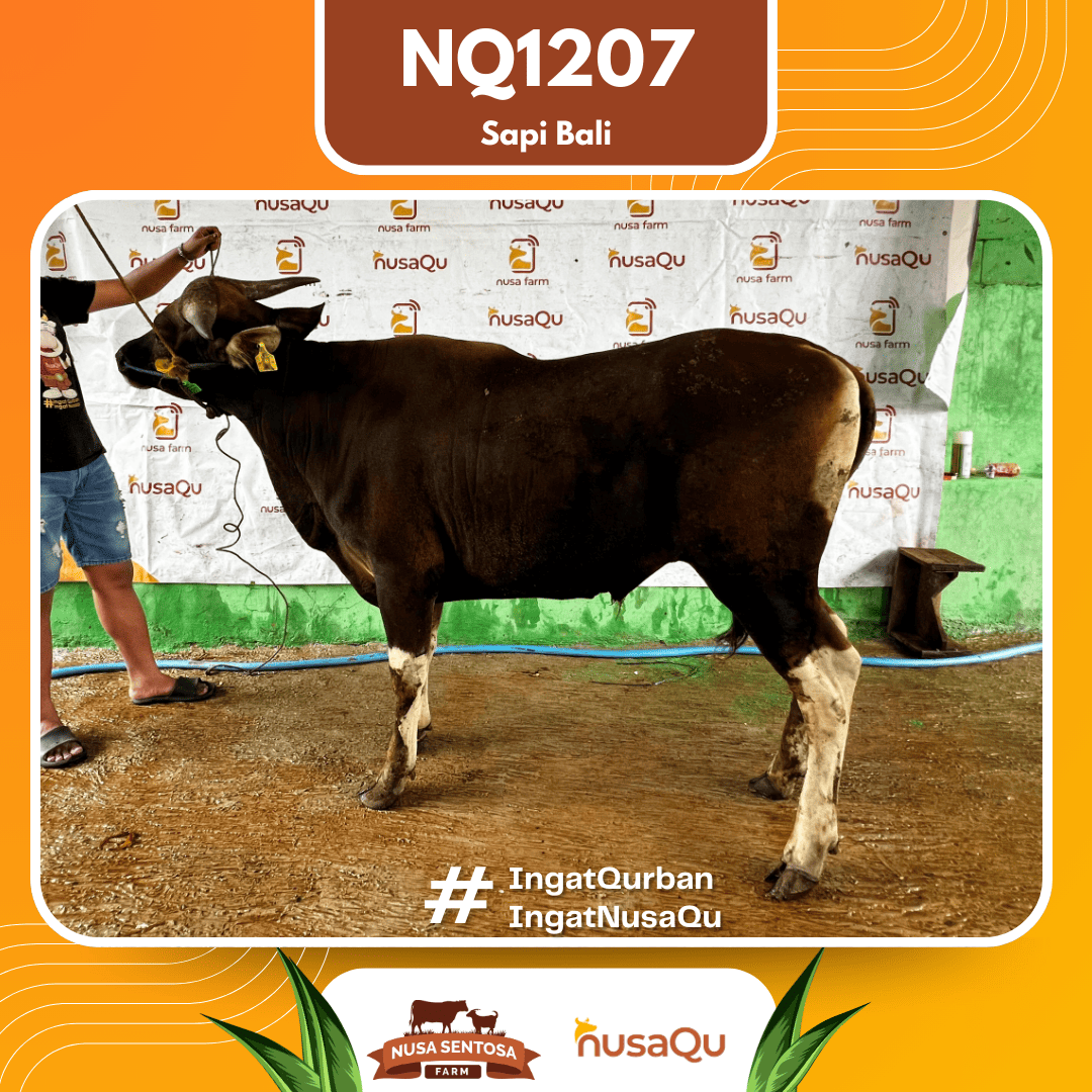 Sapi Sapi Bali NQ1207 2026 Bobot 418Kg
