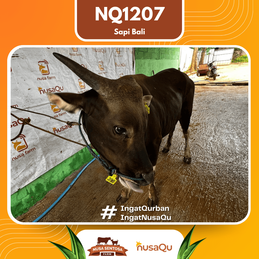 Sapi Sapi Bali NQ1207 2026 Bobot 418Kg foto 2