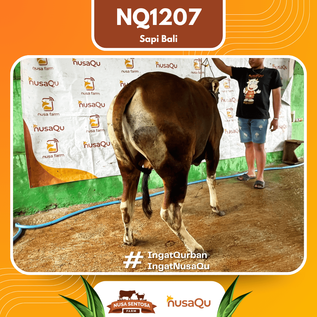 Sapi Sapi Bali NQ1207 2026 Bobot 418Kg foto 3