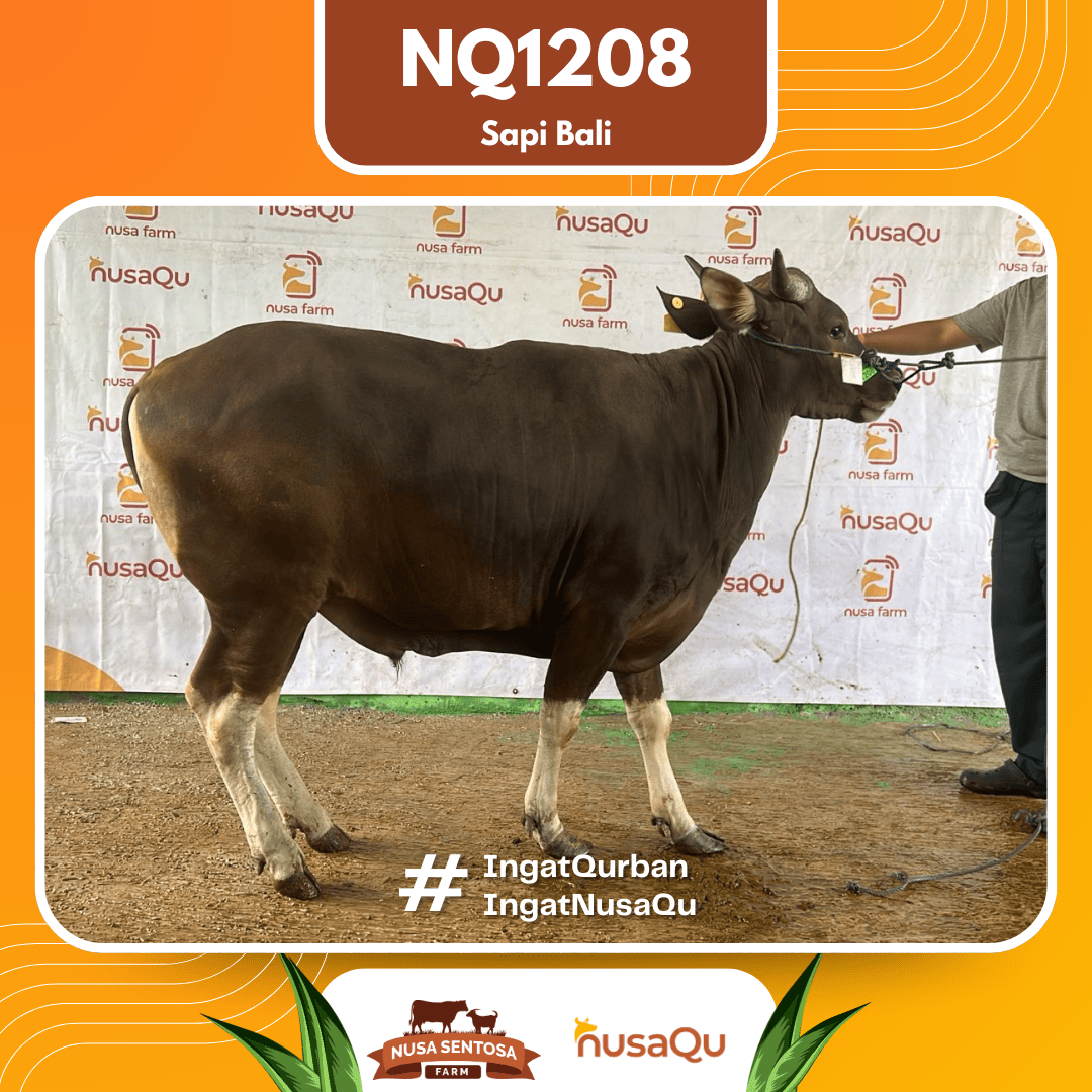 Sapi Sapi Bali NQ1208 2026 Bobot 372Kg