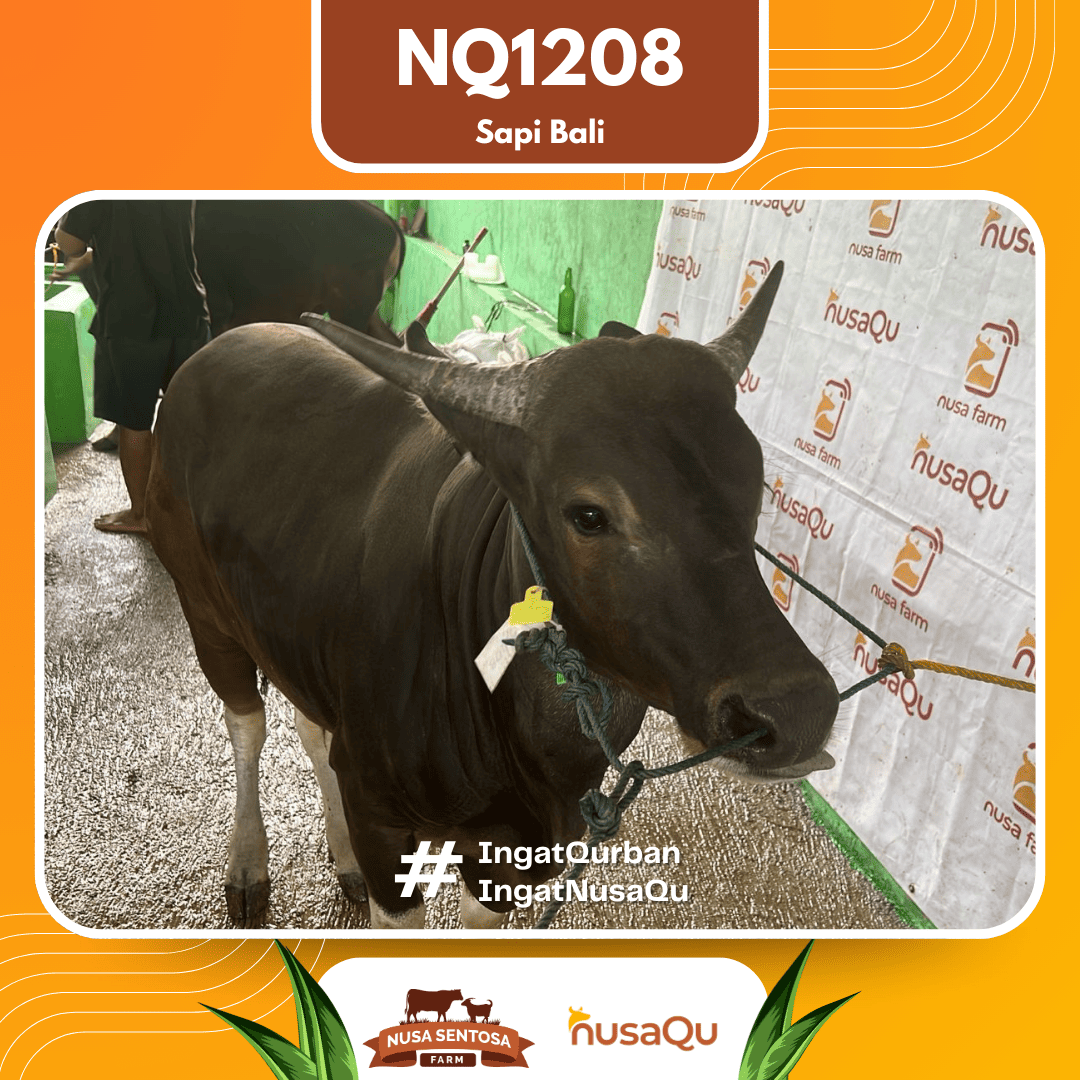 Sapi Sapi Bali NQ1208 2026 Bobot 372Kg foto 2