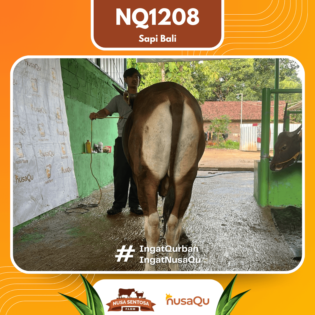 Sapi Sapi Bali NQ1208 2026 Bobot 372Kg foto 3