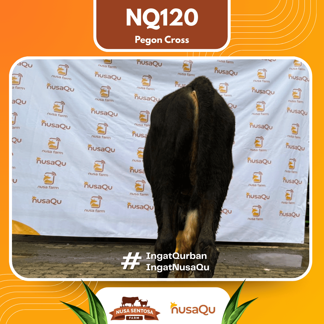 Sapi Pegon Cross NQ120 2026 Bobot 550Kg foto 3