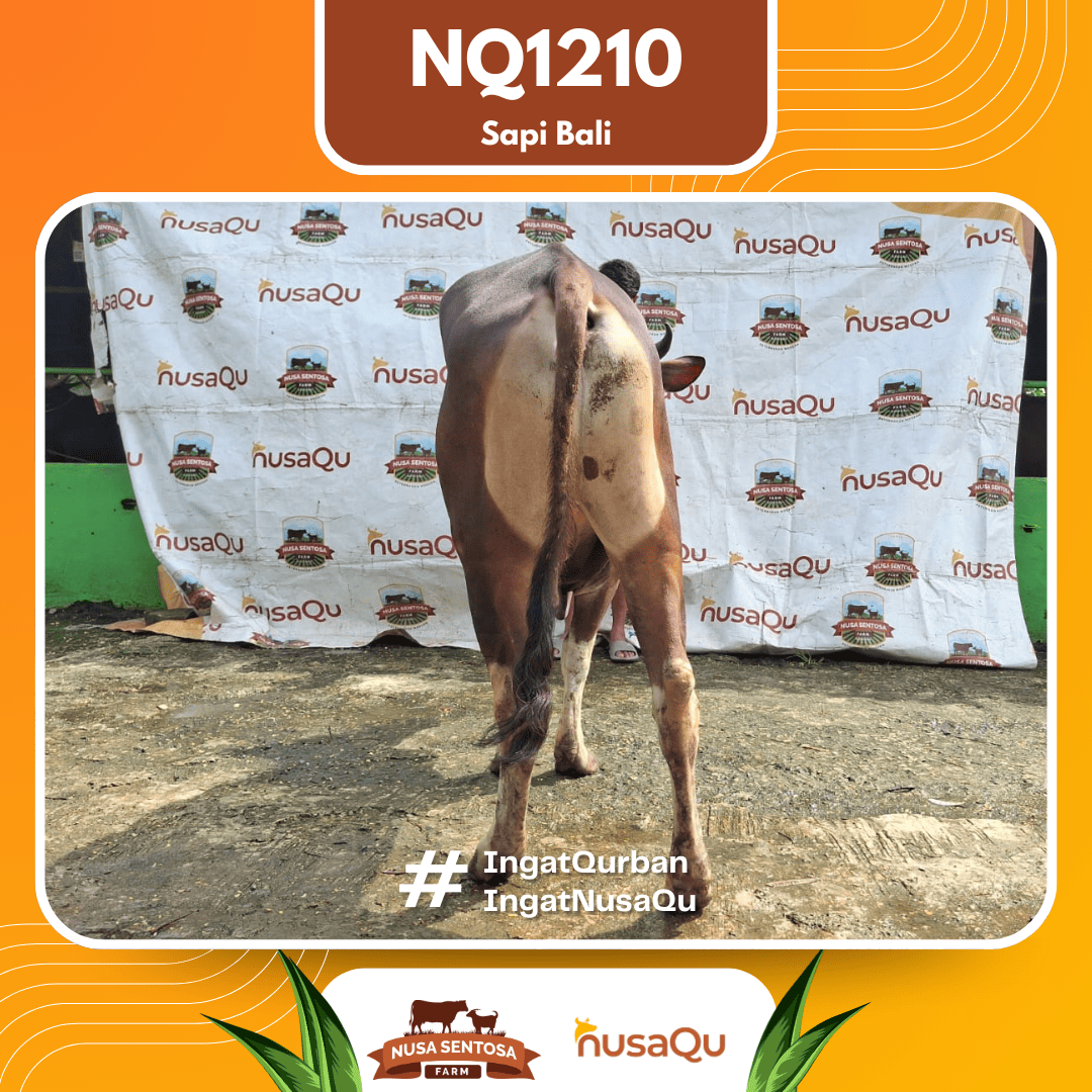 Sapi Sapi Bali NQ1210 2026 Bobot 414Kg foto 3