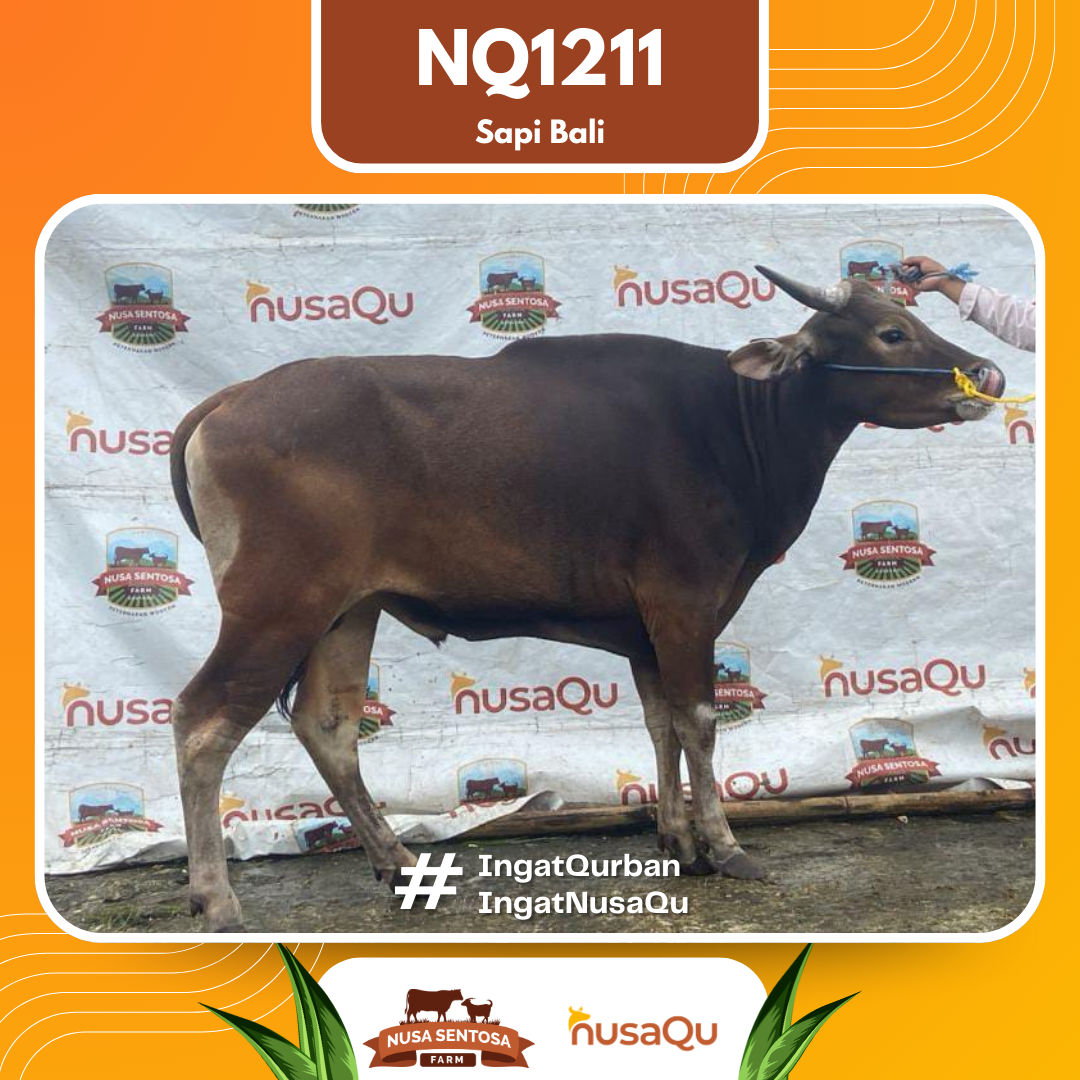 Sapi Sapi Bali NQ1211 2026 Bobot 412Kg