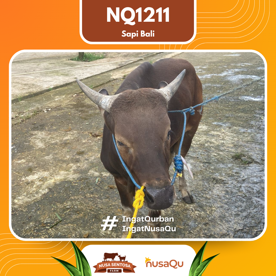 Sapi Sapi Bali NQ1211 2026 Bobot 412Kg foto 2