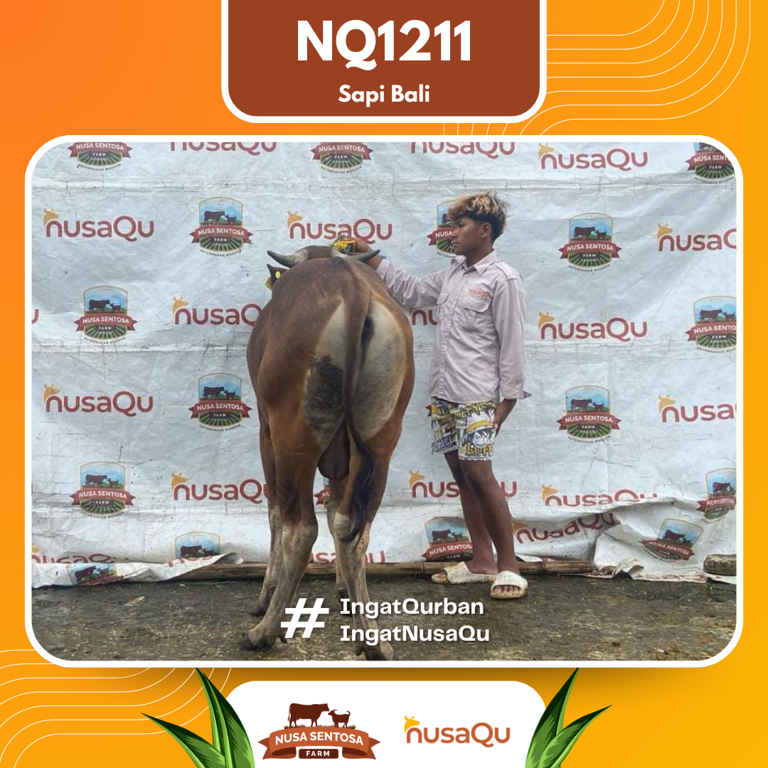 Sapi Sapi Bali NQ1211 2026 Bobot 412Kg foto 3