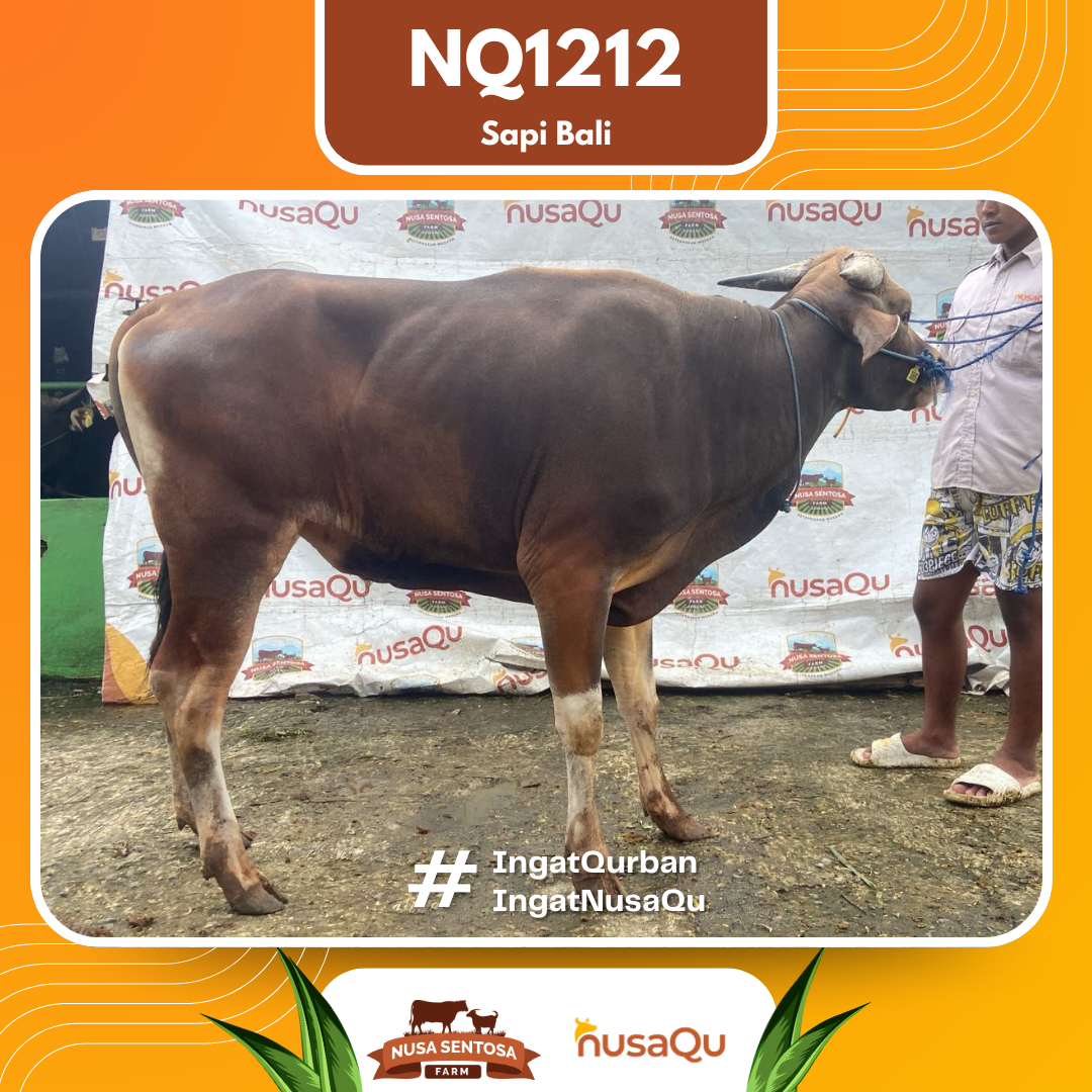 Sapi Sapi Bali NQ1212 202 Bobot 413Kg