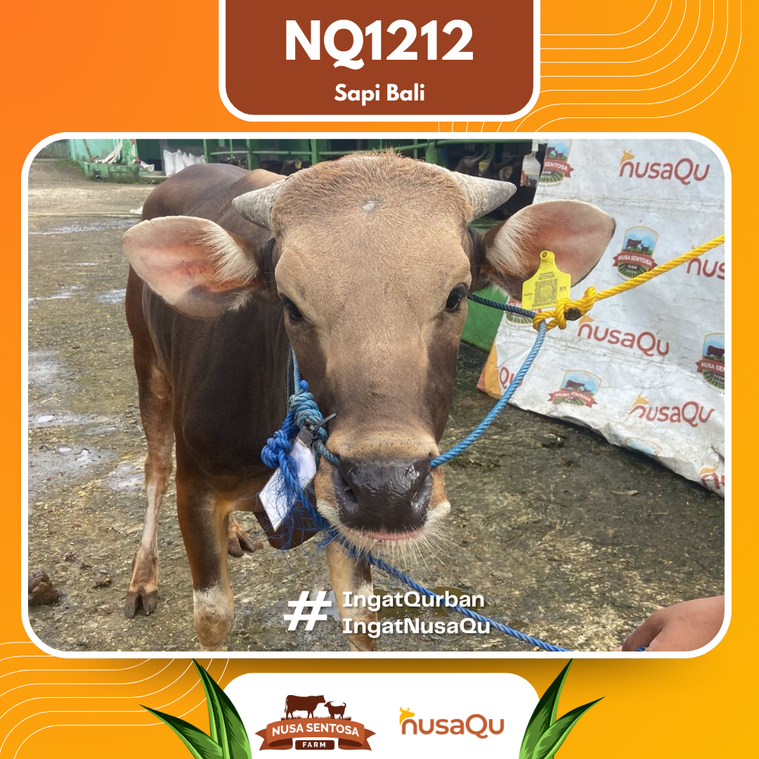 Sapi Sapi Bali NQ1212 202 Bobot 413Kg foto 2