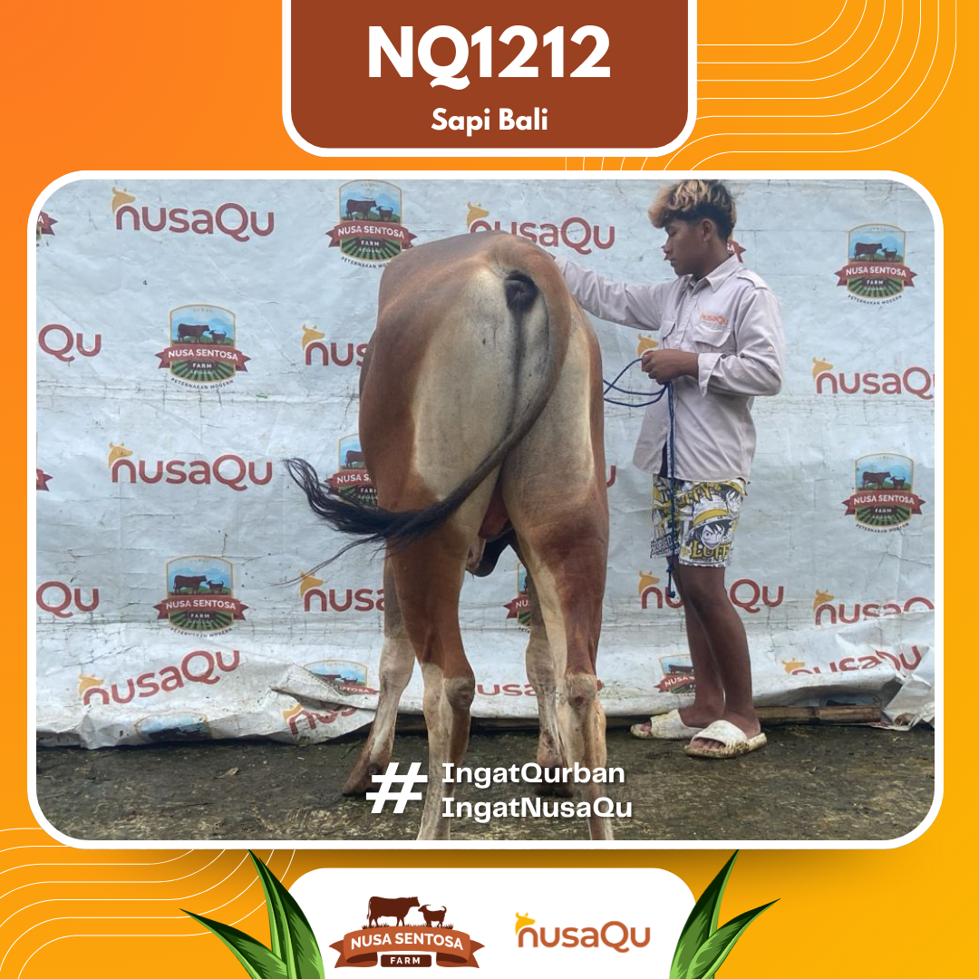 Sapi Sapi Bali NQ1212 202 Bobot 413Kg foto 3