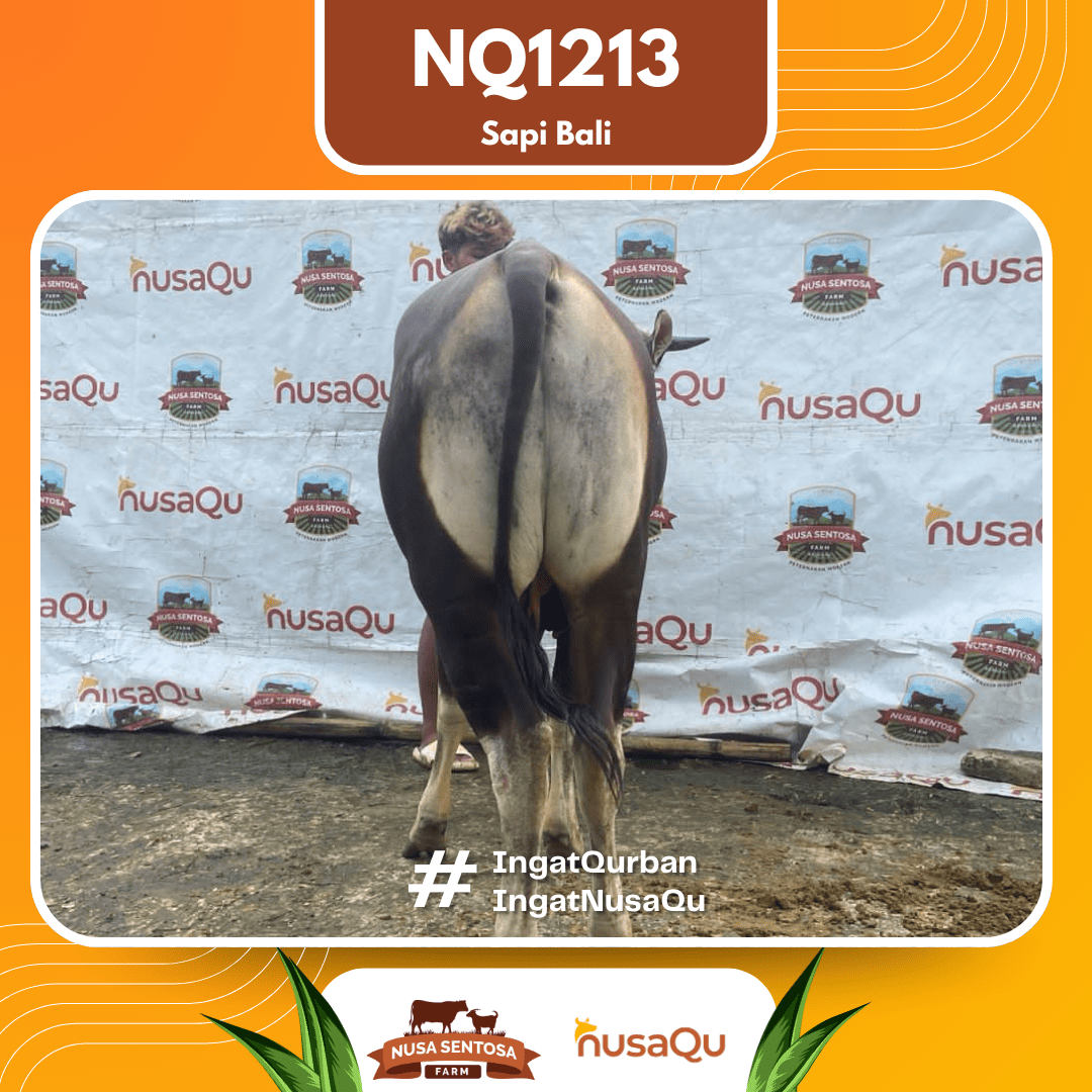 Sapi Sapi Bali NQ1213 2026 Bobot 417Kg foto 3