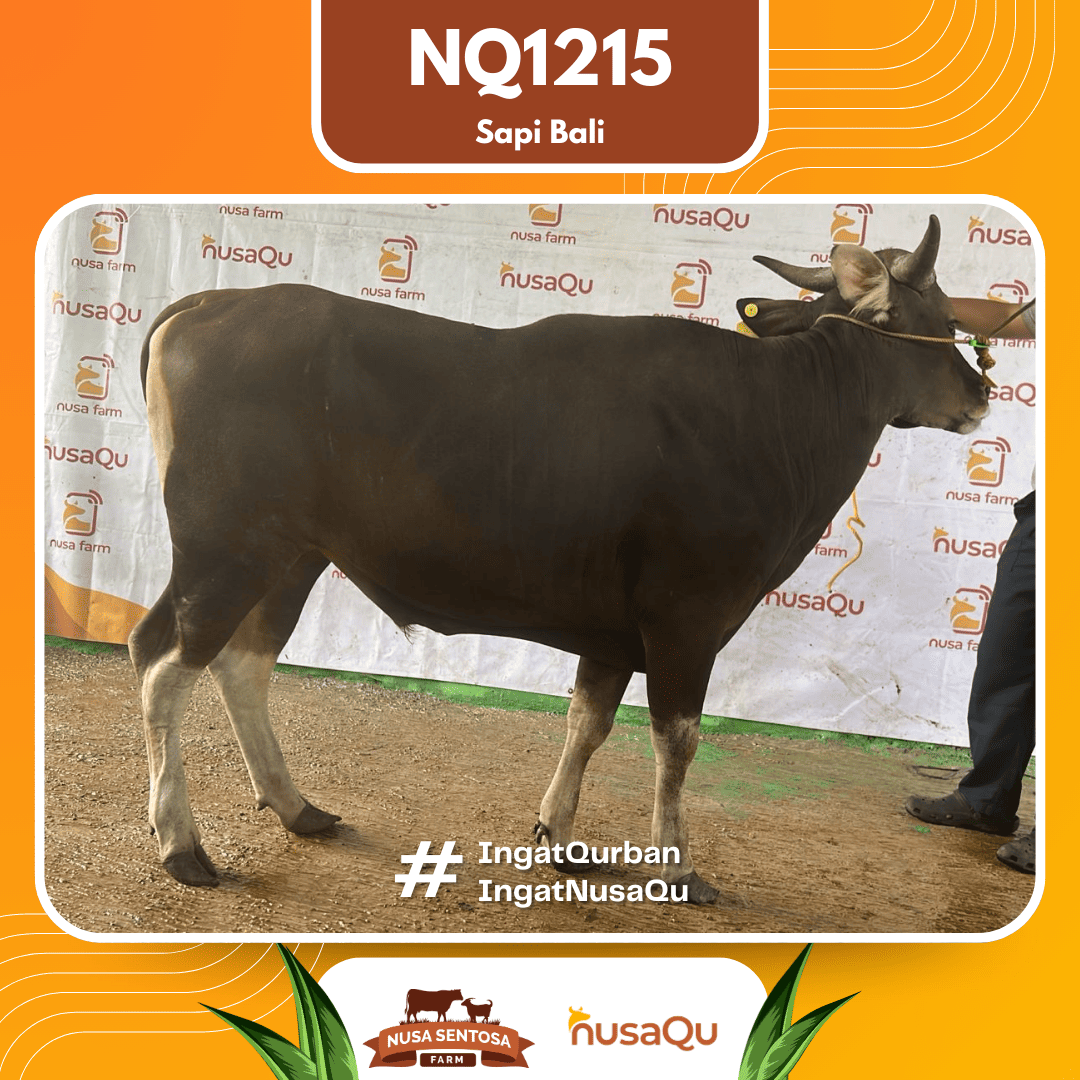 Sapi Sapi Bali NQ1215 2026 Bobot 368Kg