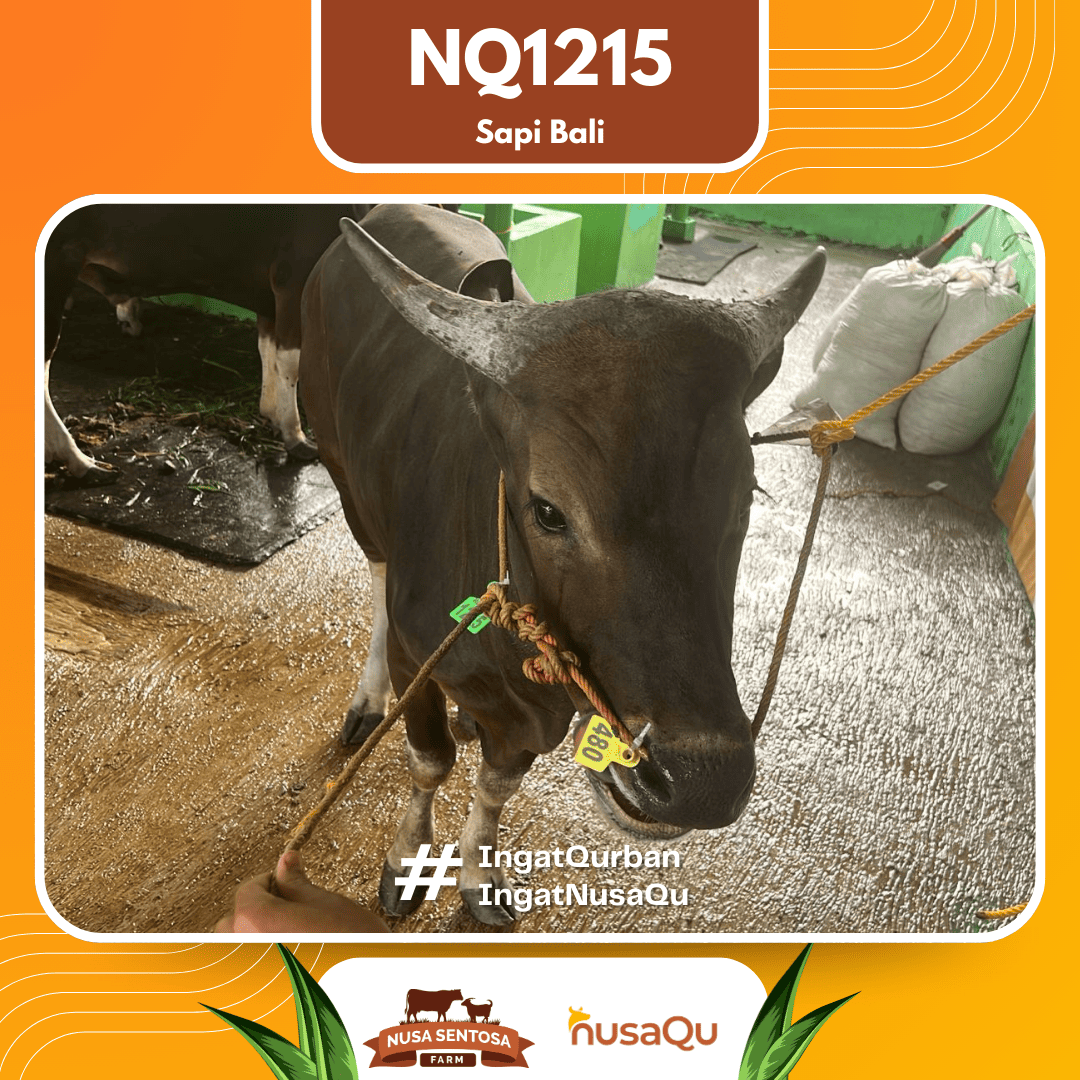 Sapi Sapi Bali NQ1215 2026 Bobot 368Kg foto 2