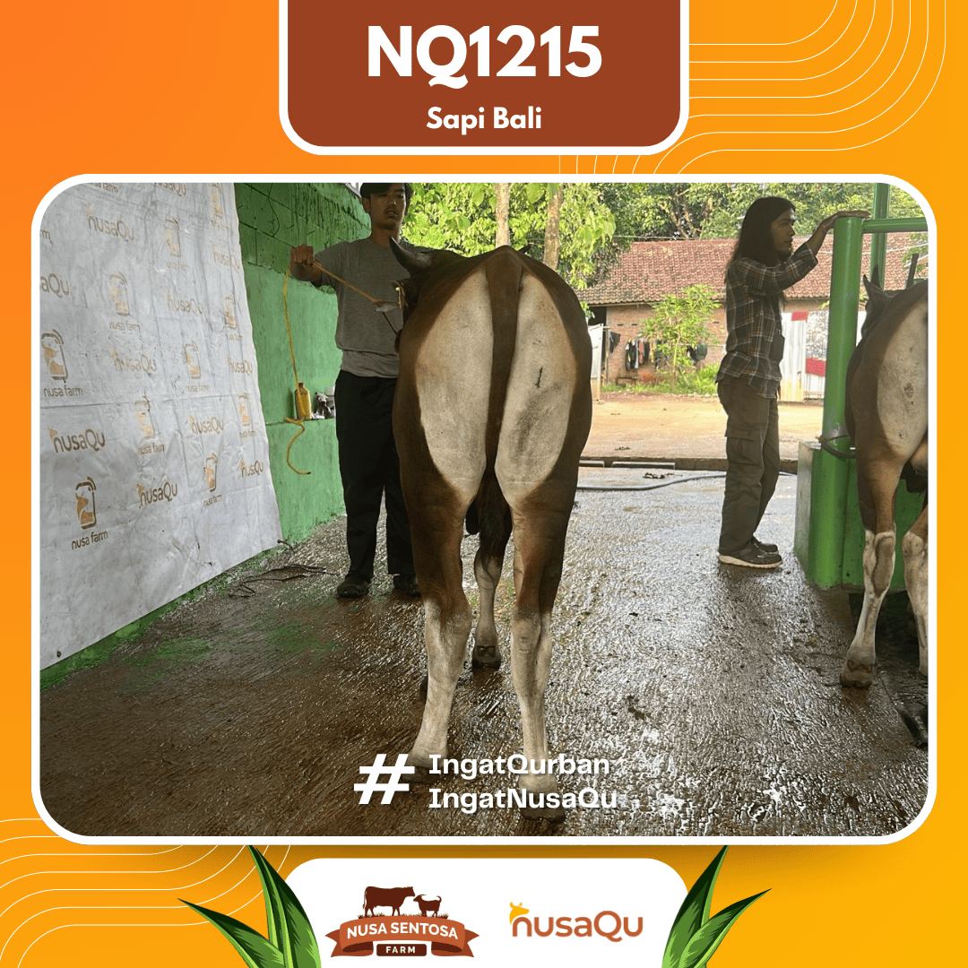 Sapi Sapi Bali NQ1215 2026 Bobot 368Kg foto 3