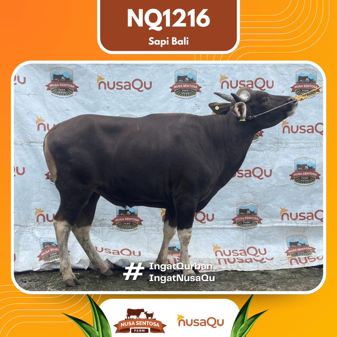 Sapi Sapi Bali NQ1216 2026 Bobot 420Kg