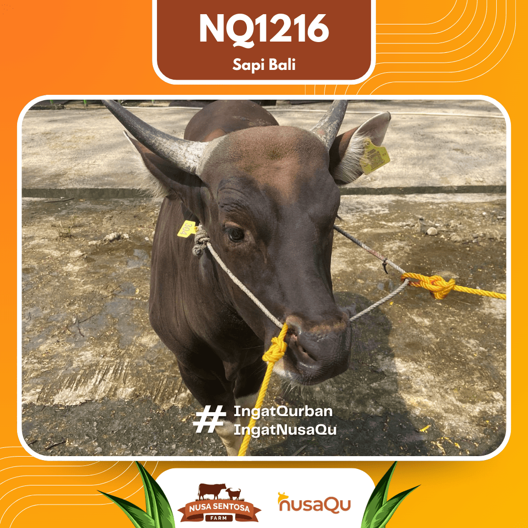 Sapi Sapi Bali NQ1216 2026 Bobot 420Kg foto 2