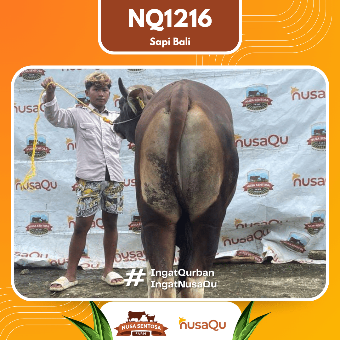 Sapi Sapi Bali NQ1216 2026 Bobot 420Kg foto 3
