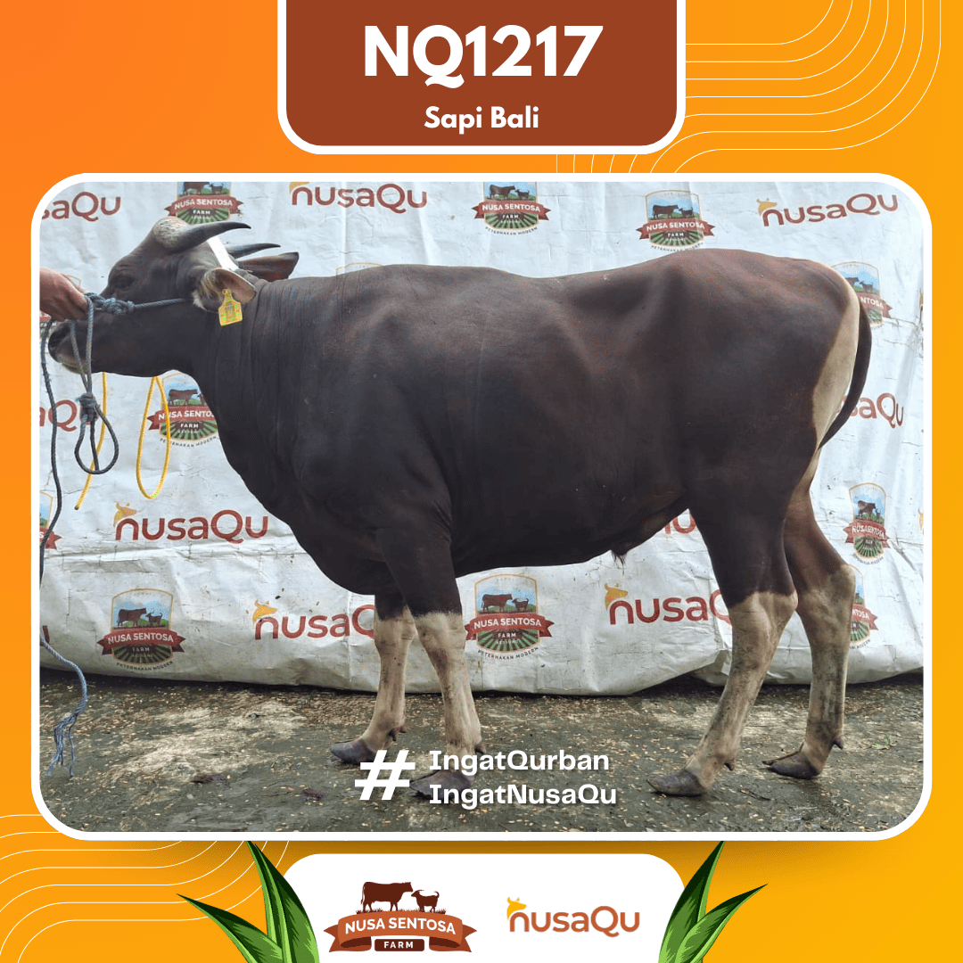 Sapi Sapi Bali NQ1217 2026 Bobot 412Kg