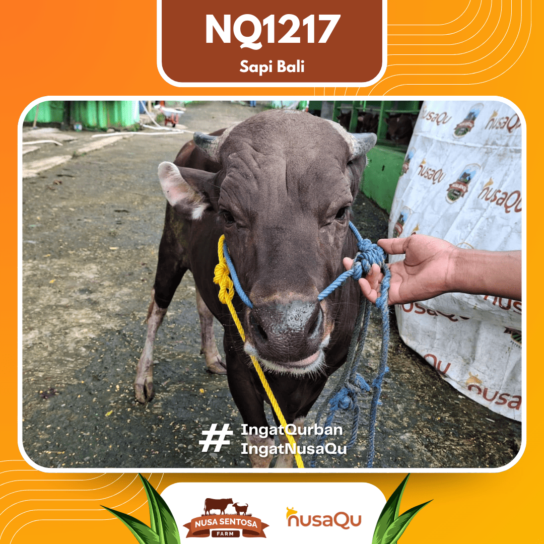 Sapi Sapi Bali NQ1217 2026 Bobot 412Kg foto 2