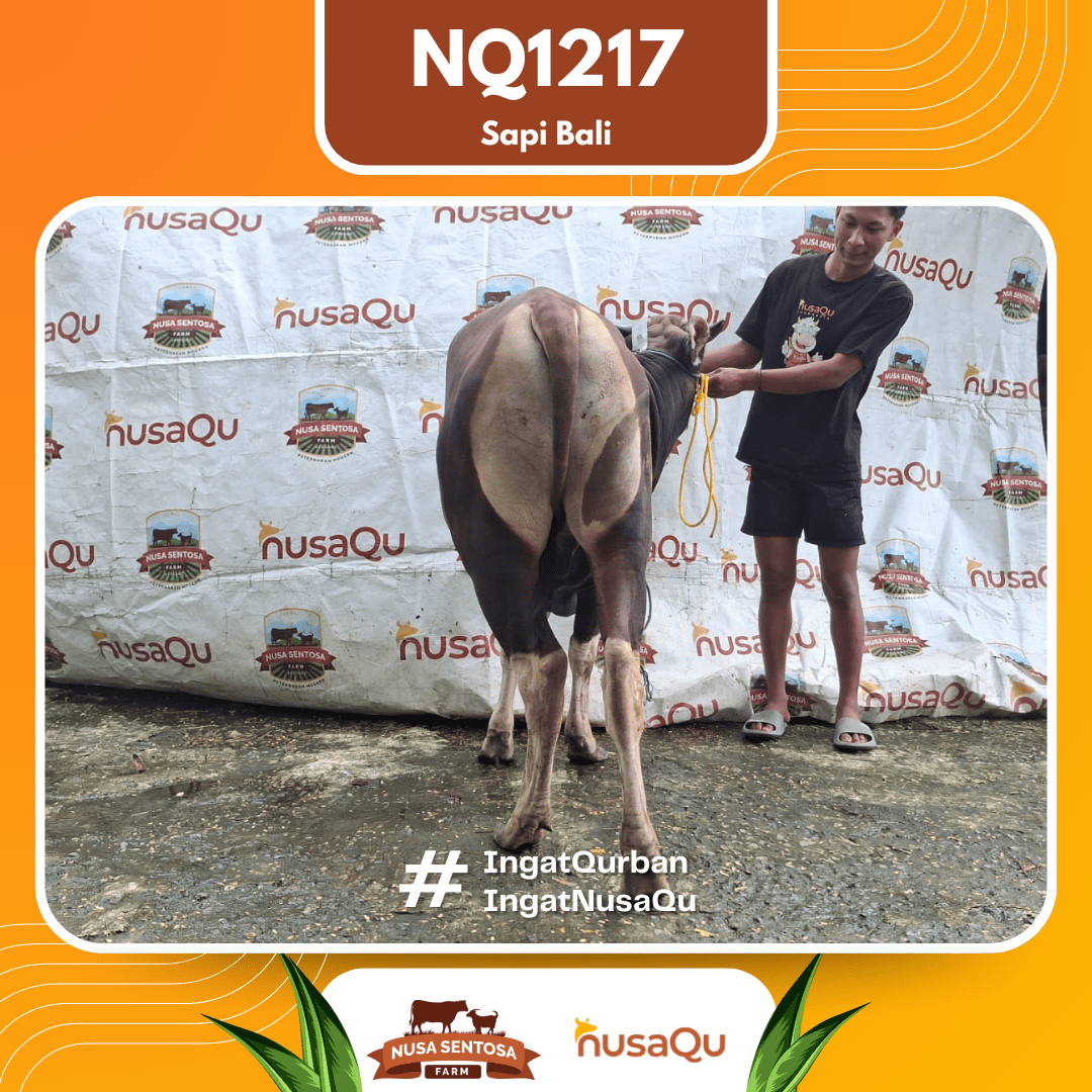 Sapi Sapi Bali NQ1217 2026 Bobot 412Kg foto 3